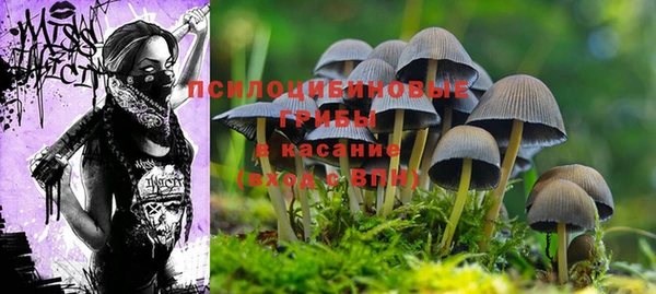 прущие грибы Арсеньев